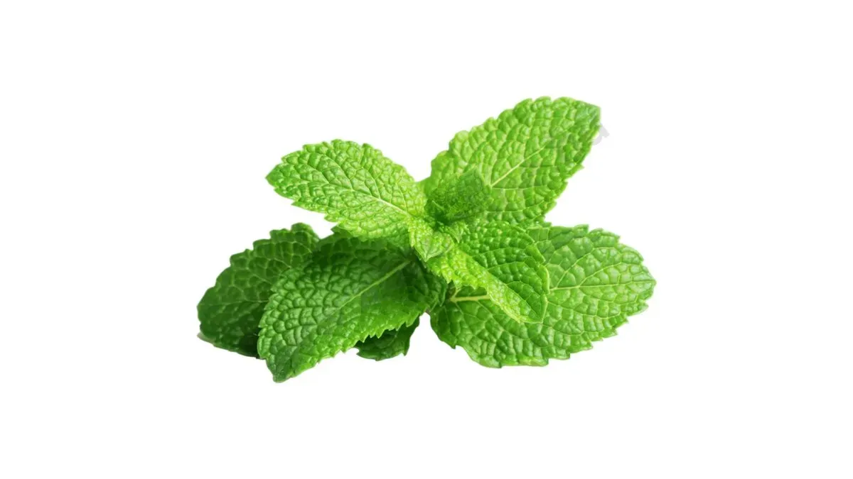 menta